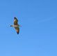 a bird flying through a blue sky on a sunny day